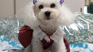 畳、襖、壁紙（クロス）の張り替え＠宝塚市